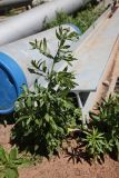 Смотреть изображение Cirsium setosum