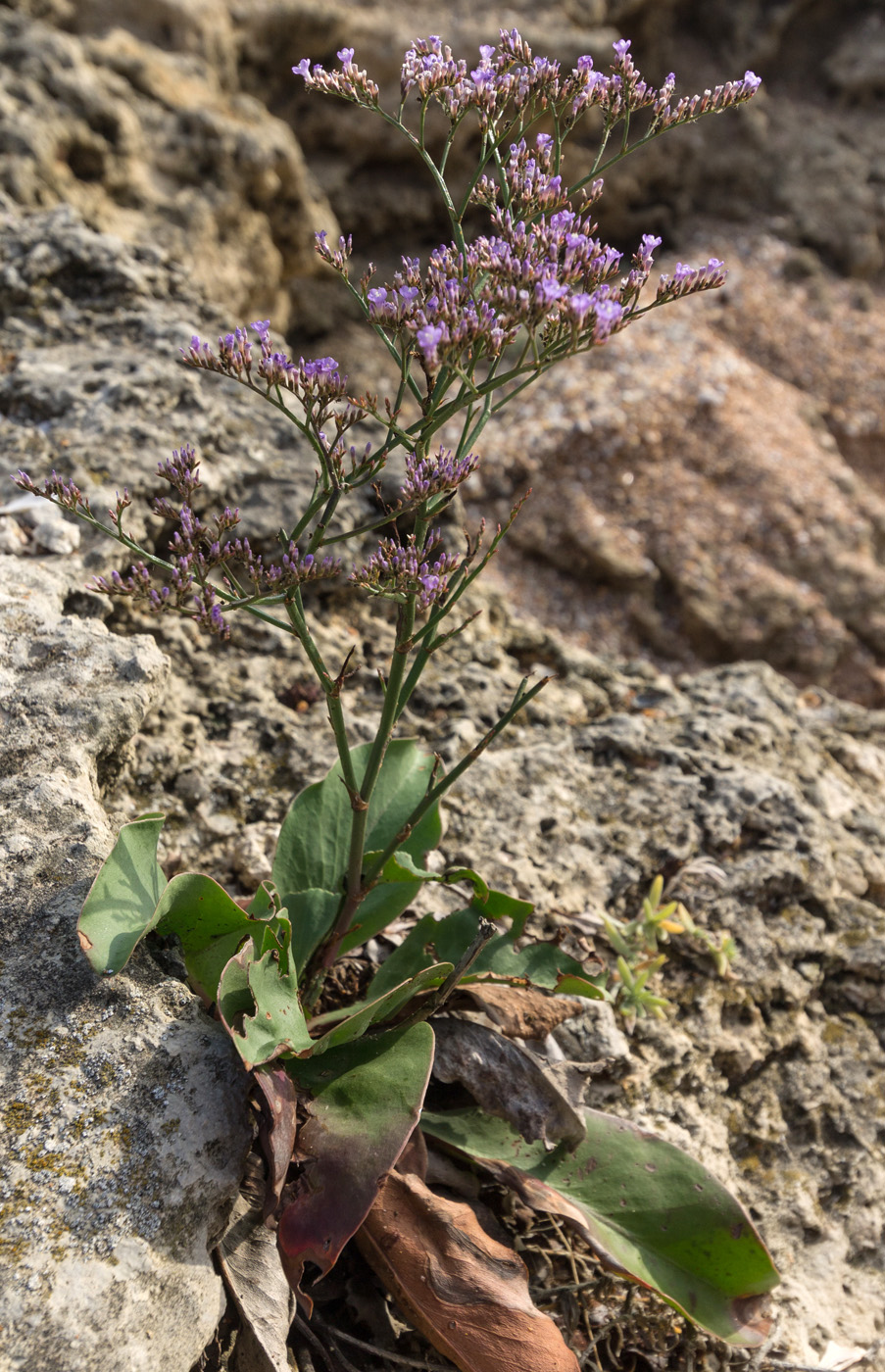 Изображение особи Limonium scoparium.