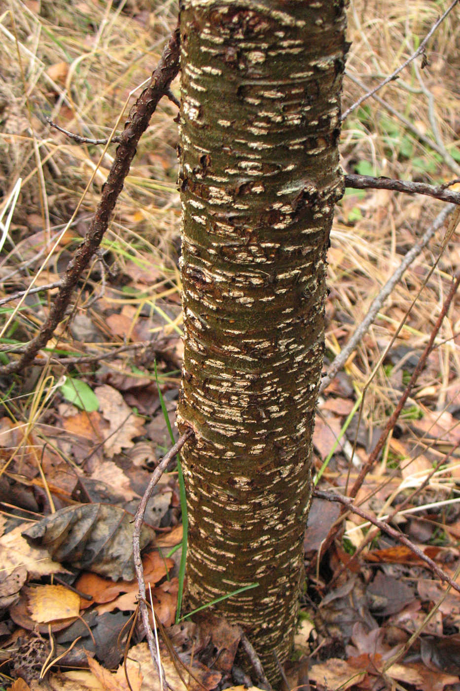 Image of Alnus glutinosa specimen.