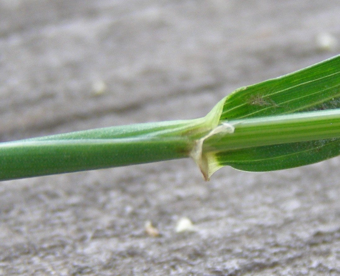 Изображение особи Hordeum murinum.