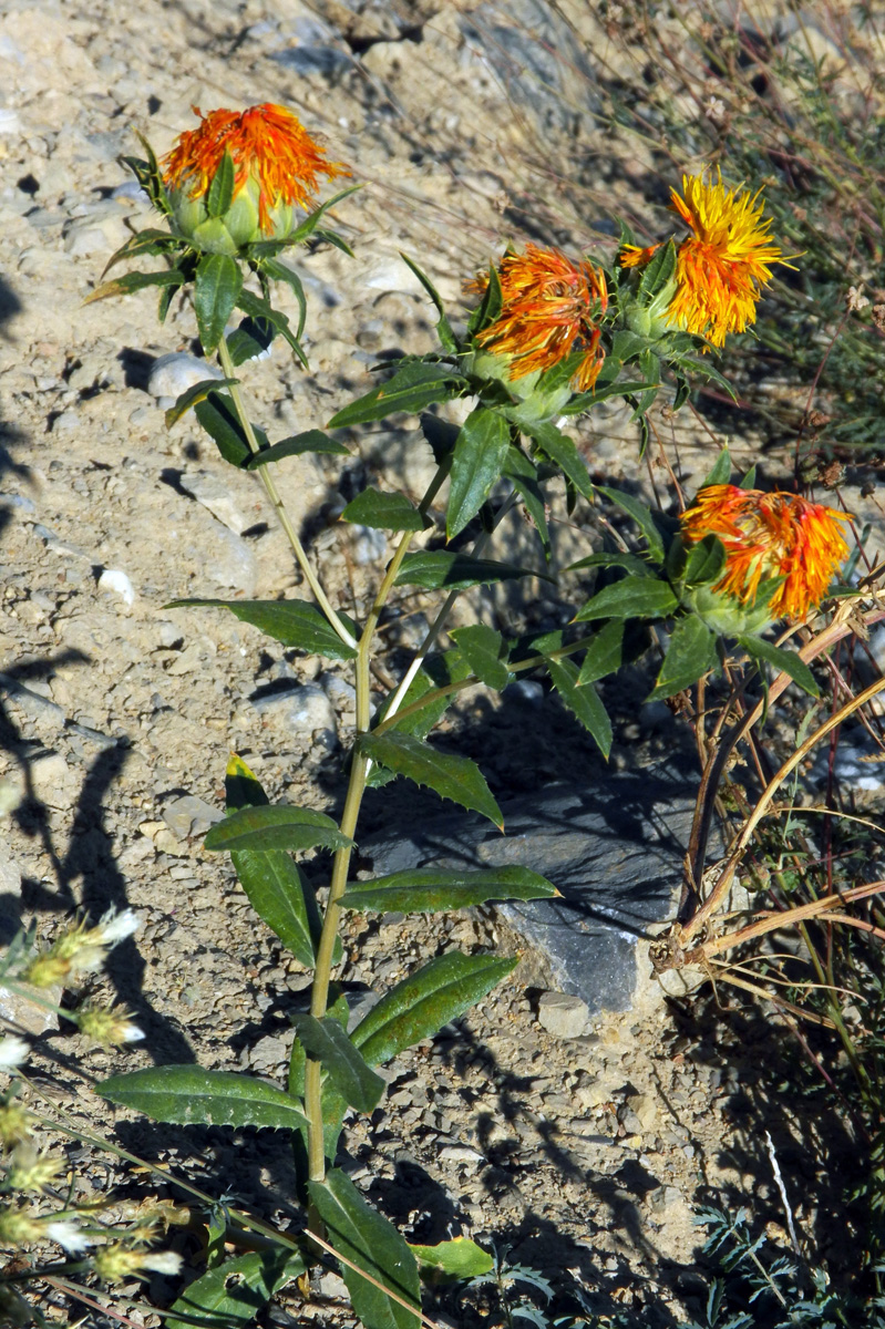 Image of Carthamus tinctorius specimen.