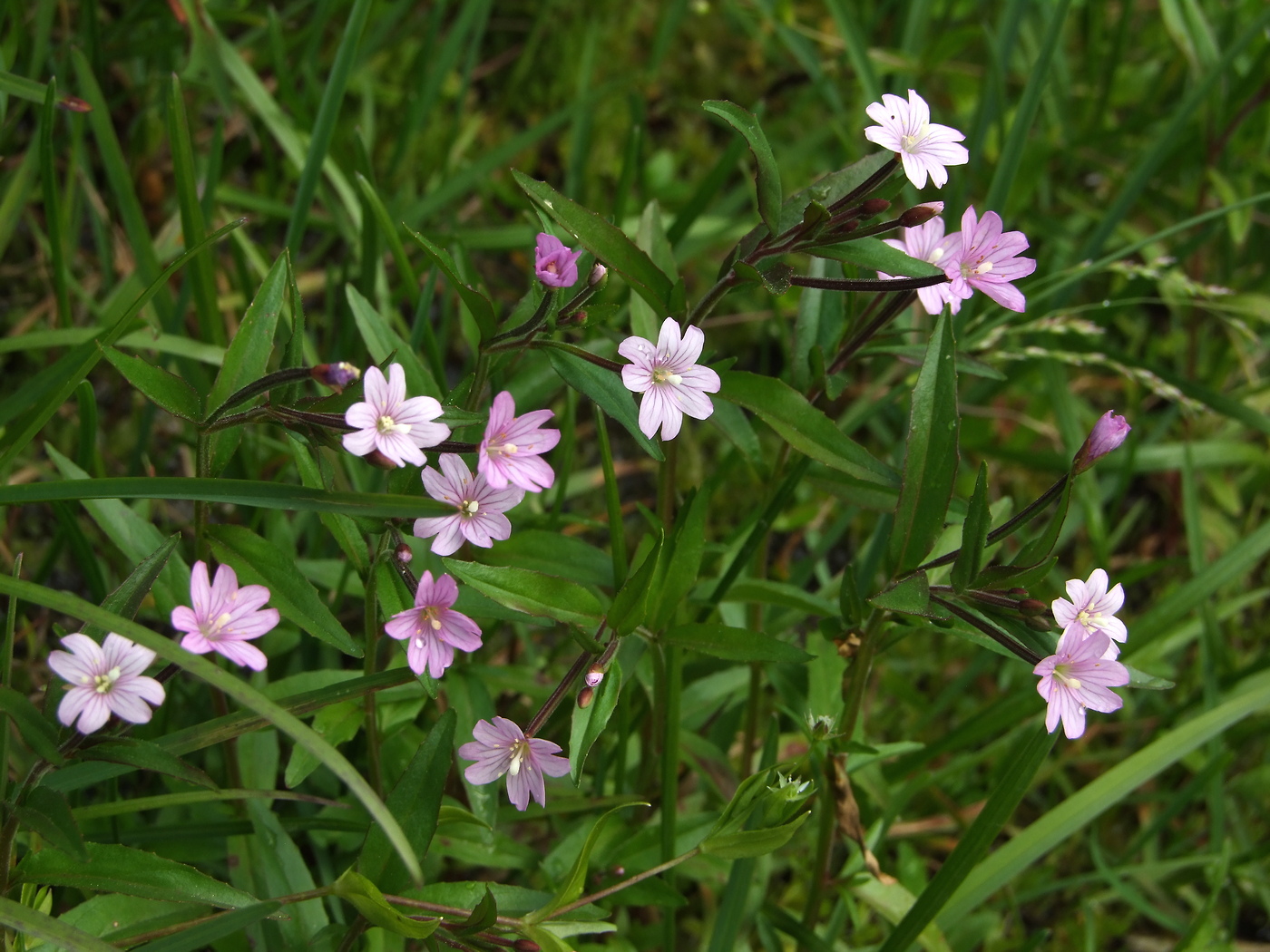 Image of Epilobium hornemannii specimen.