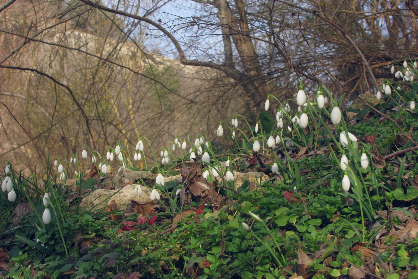 Image of Galanthus plicatus specimen.