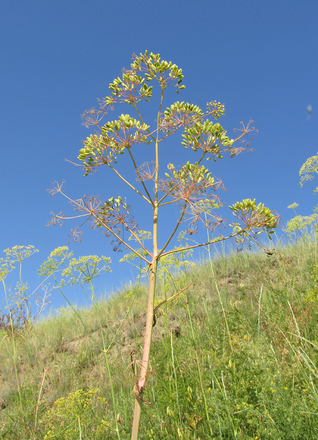 Изображение особи Ferula songarica.