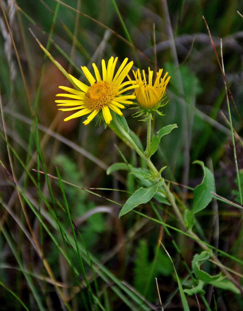 Изображение особи Inula britannica.