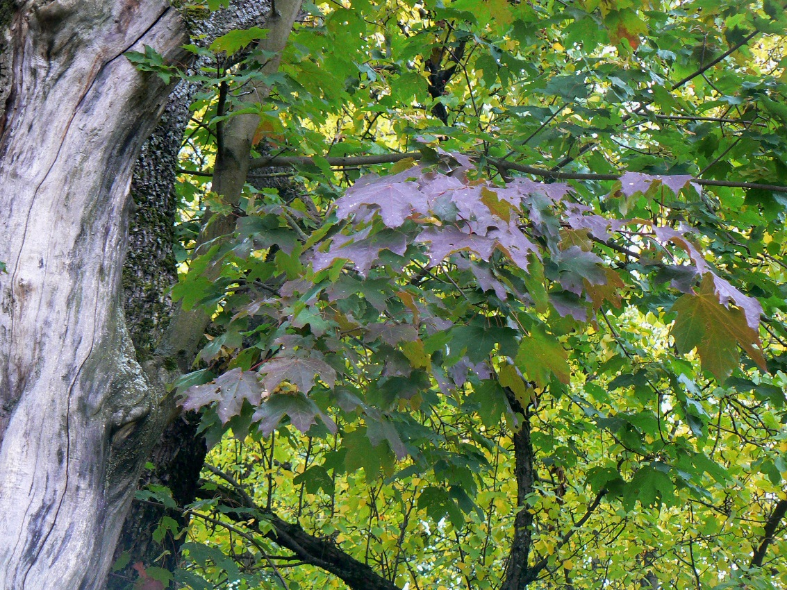 Image of Acer platanoides specimen.