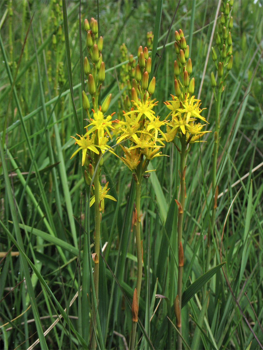 Image of Narthecium ossifragum specimen.