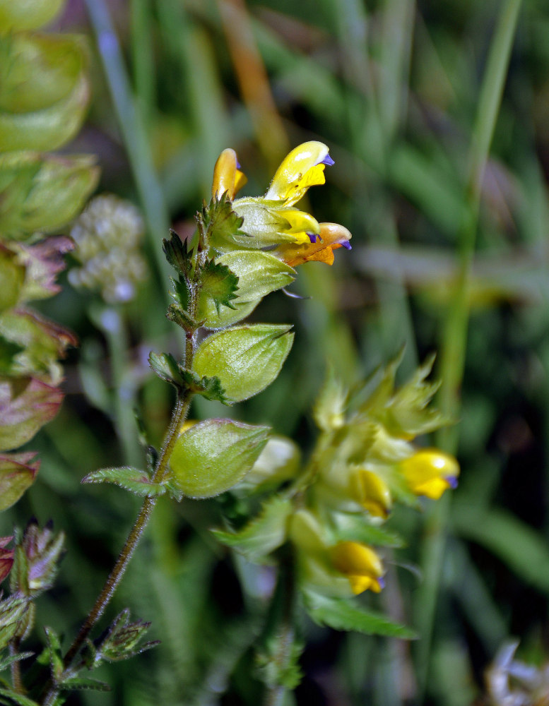 Image of genus Rhinanthus specimen.