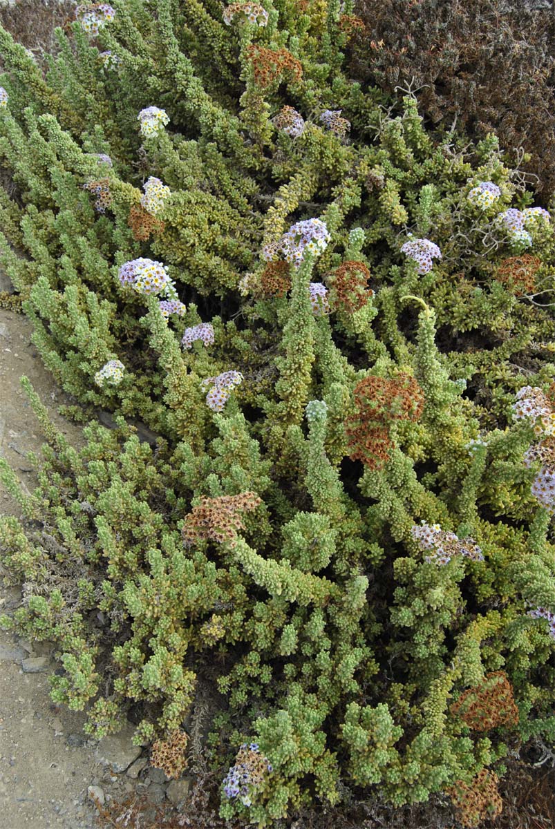 Изображение особи Heliotropium pycnophyllum.