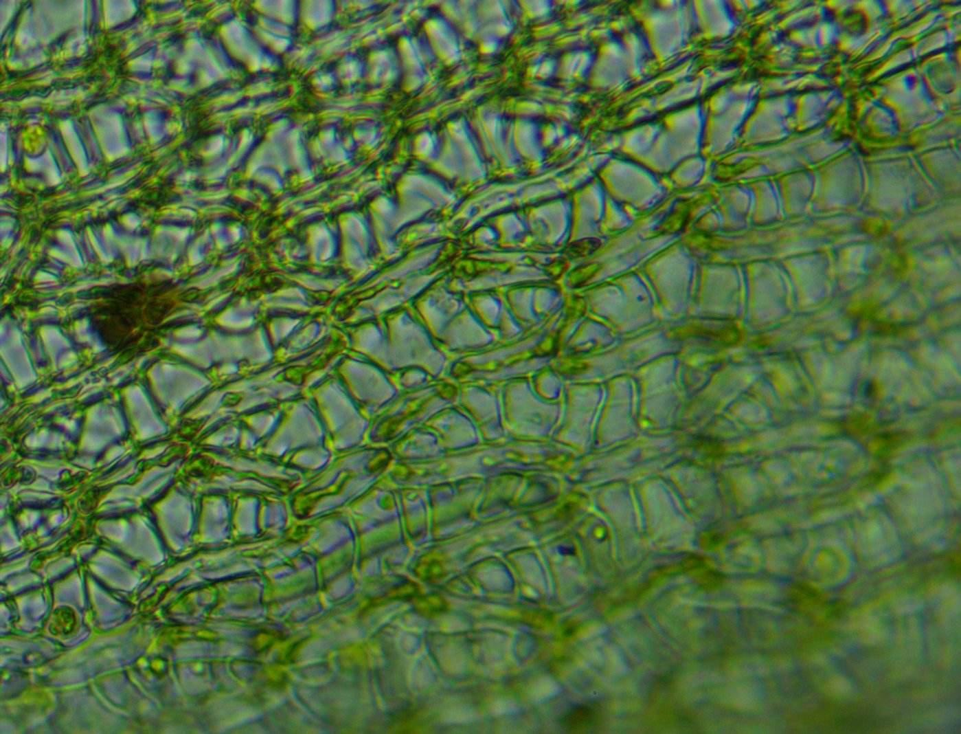 Image of Sphagnum angustifolium specimen.