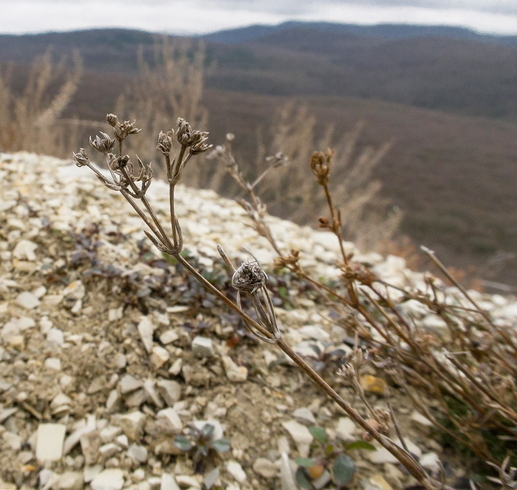 Изображение особи род Asperula.