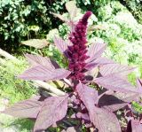 Amaranthus hypochondriacus