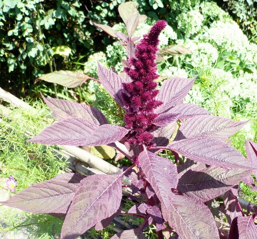 Image of Amaranthus hypochondriacus specimen.