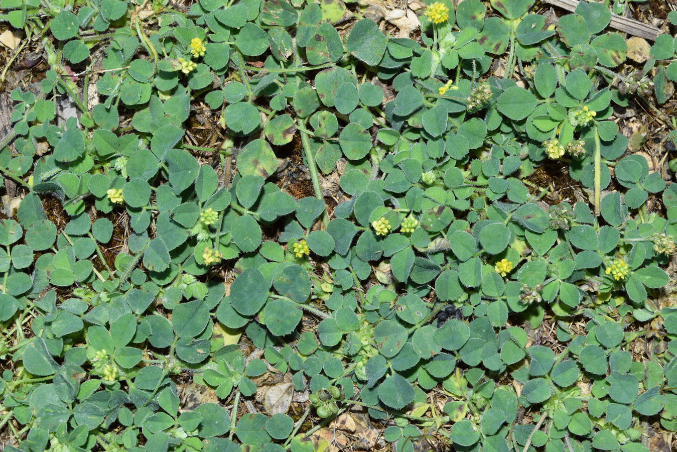 Image of Medicago lupulina specimen.