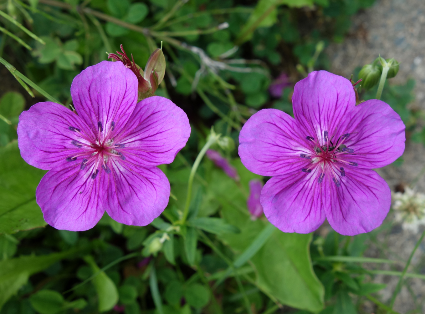 Image of Geranium soboliferum specimen.