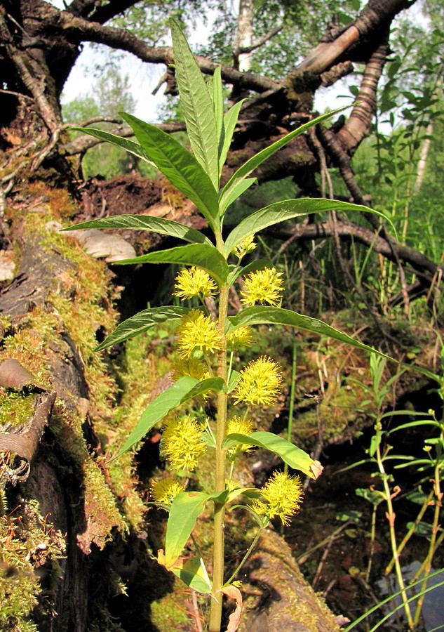 Image of Naumburgia thyrsiflora specimen.