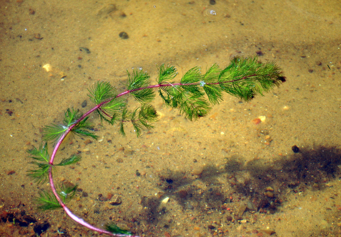 Изображение особи род Myriophyllum.