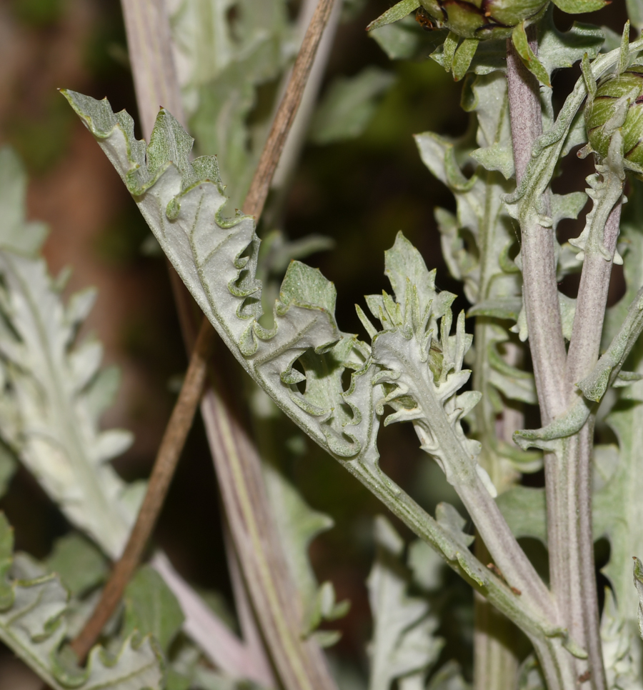 Image of Arctotis hybrida specimen.