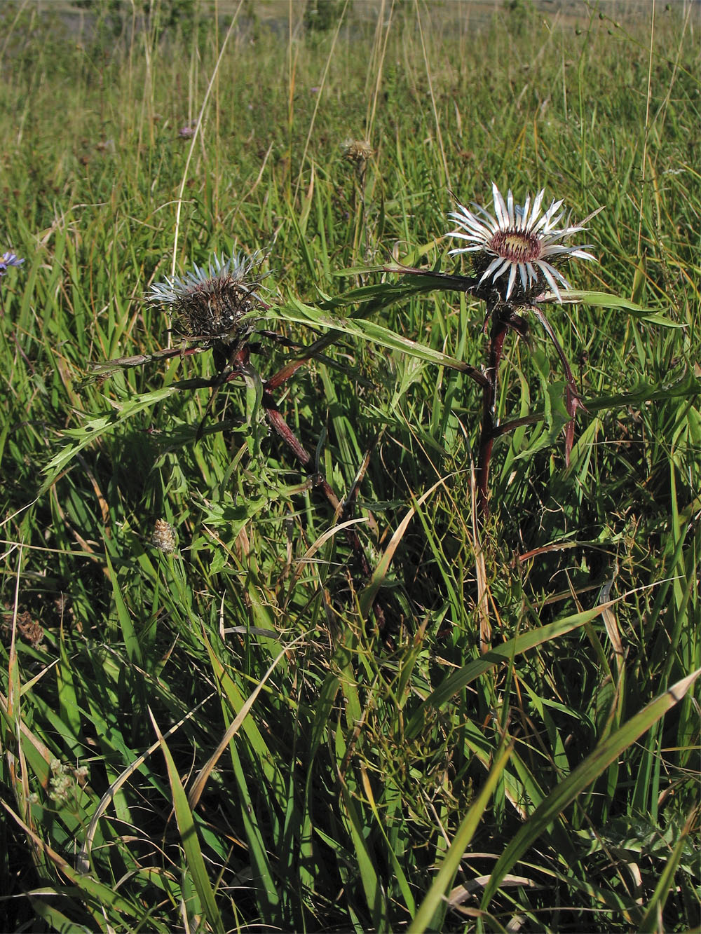 Image of Carlina cirsioides specimen.