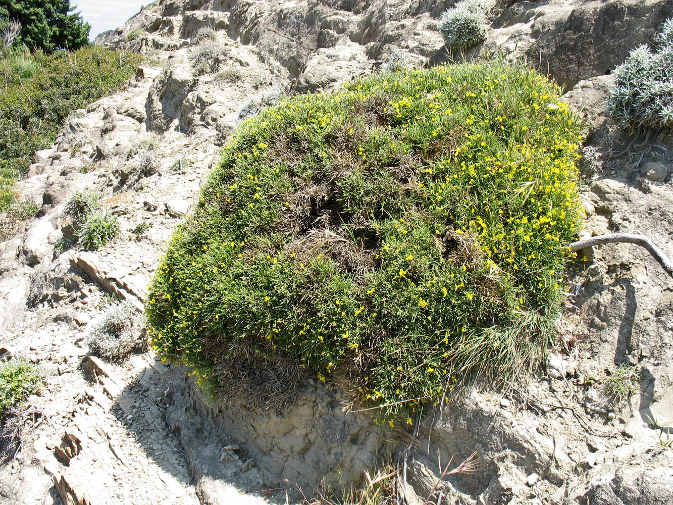 Image of Genista acanthoclada specimen.