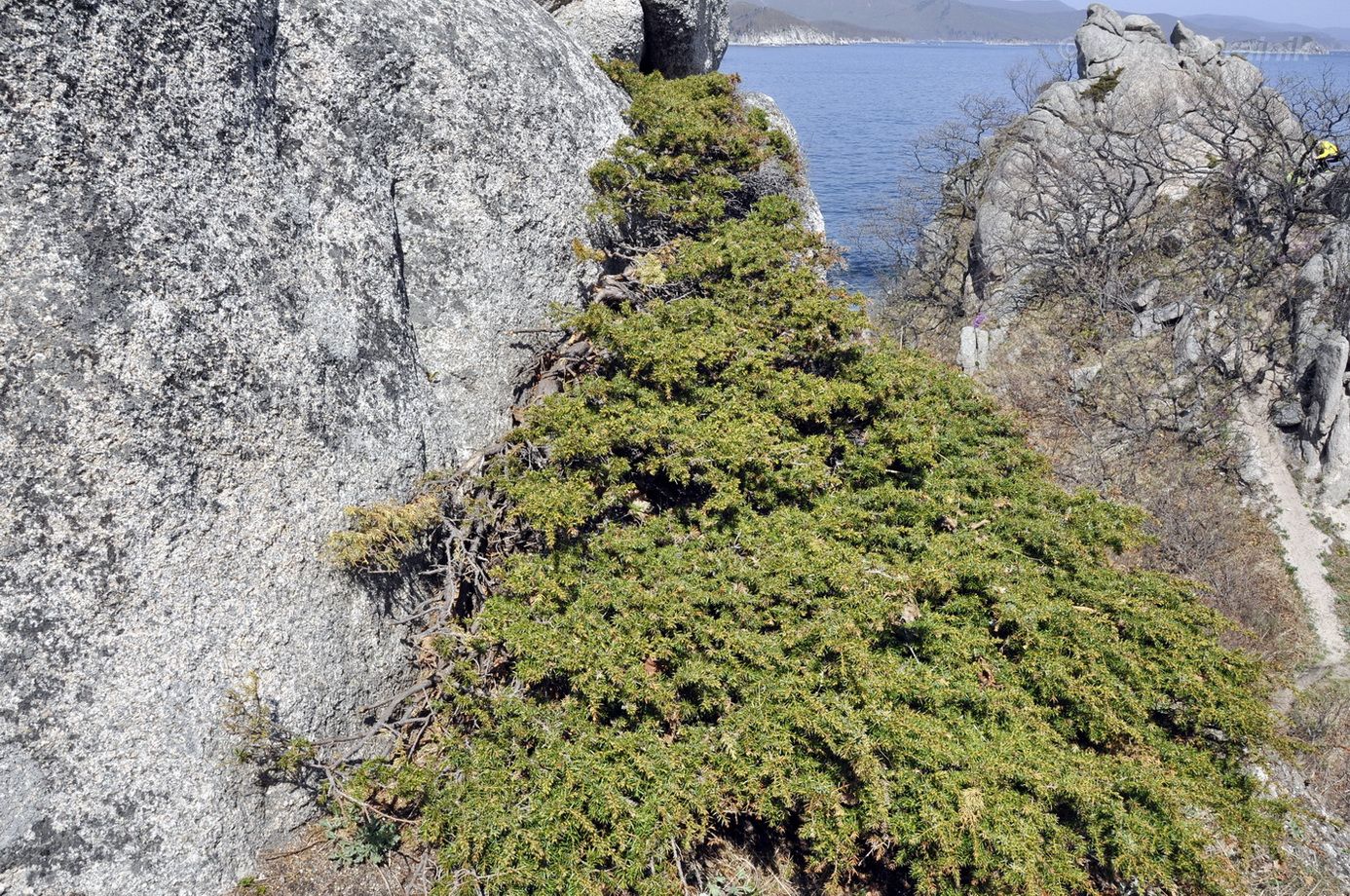 Изображение особи Juniperus rigida ssp. litoralis.