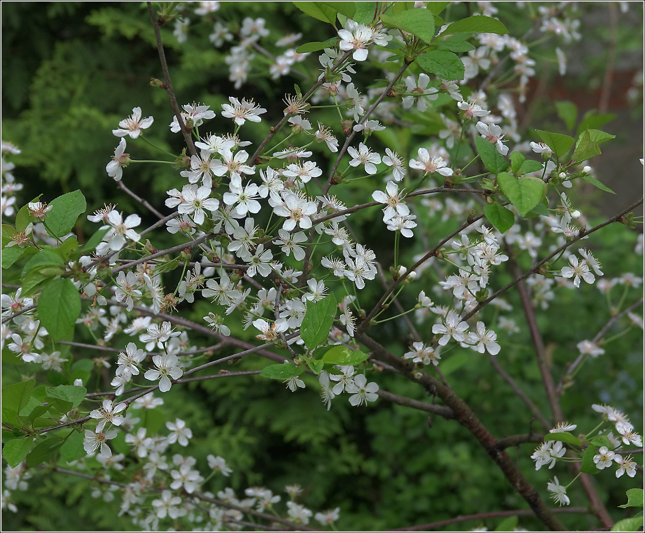 Изображение особи Cerasus vulgaris.