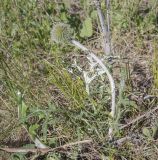 Echinops ruthenicus. Побег с развивающимся соцветием. Пермский край, Кунгурский р-н, окр. с. Плехановское, окр. ур. Спасская гора, разнотравный луг. 05.06.2021.