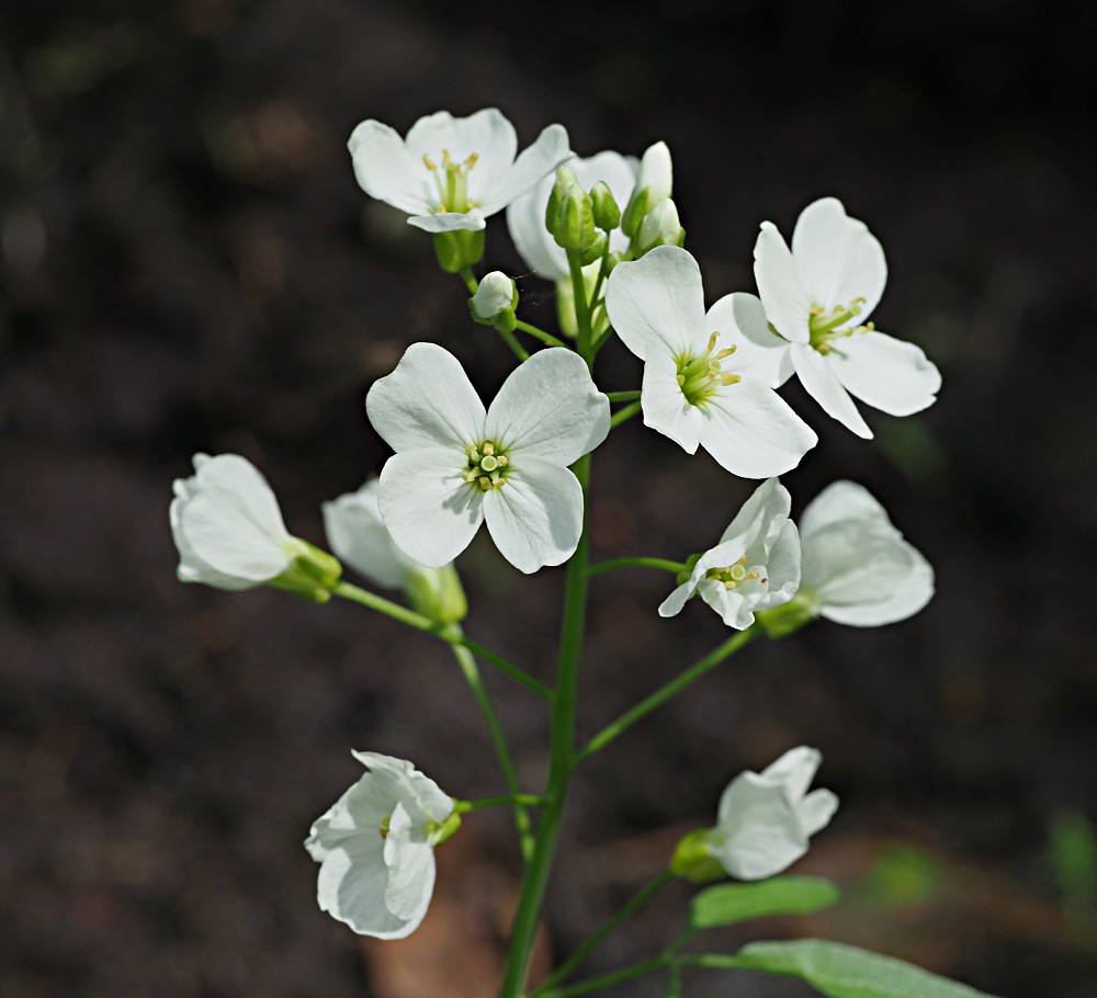 Image of Cardamine pratensis specimen.