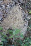 Смотреть изображение Cotinus coggygria
