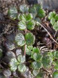 Thalictrum alpinum