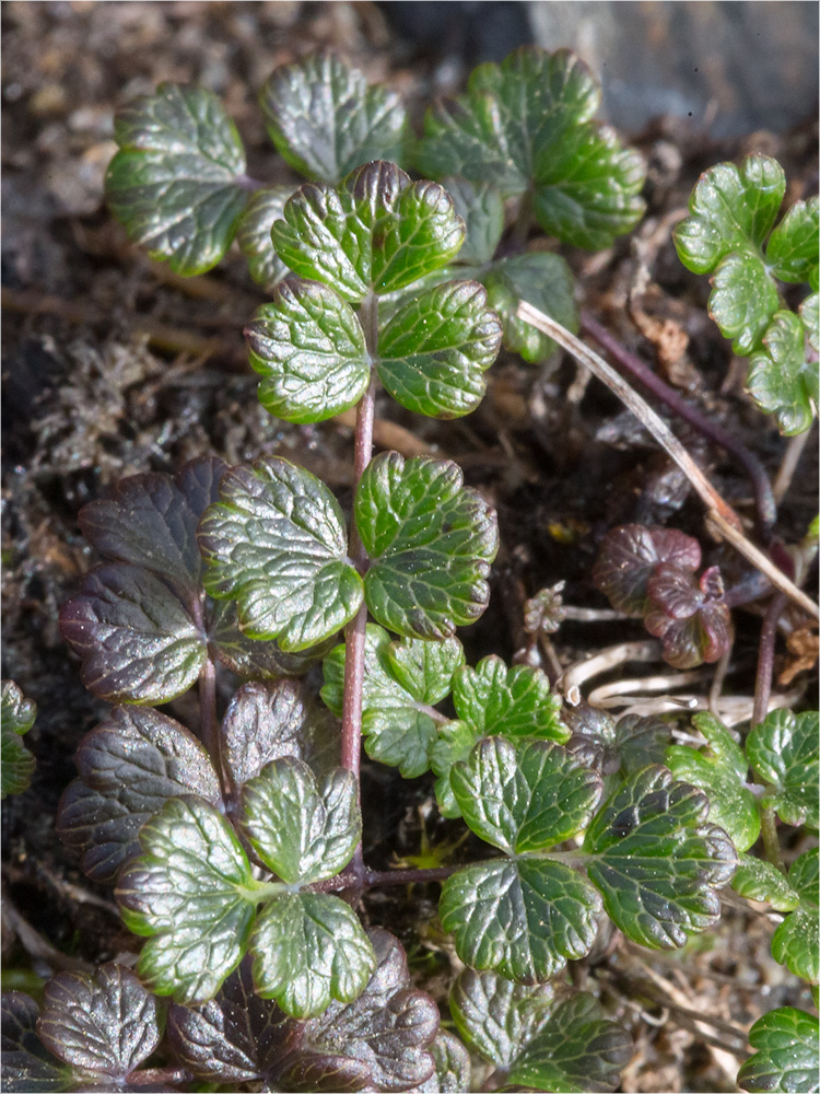 Изображение особи Thalictrum alpinum.