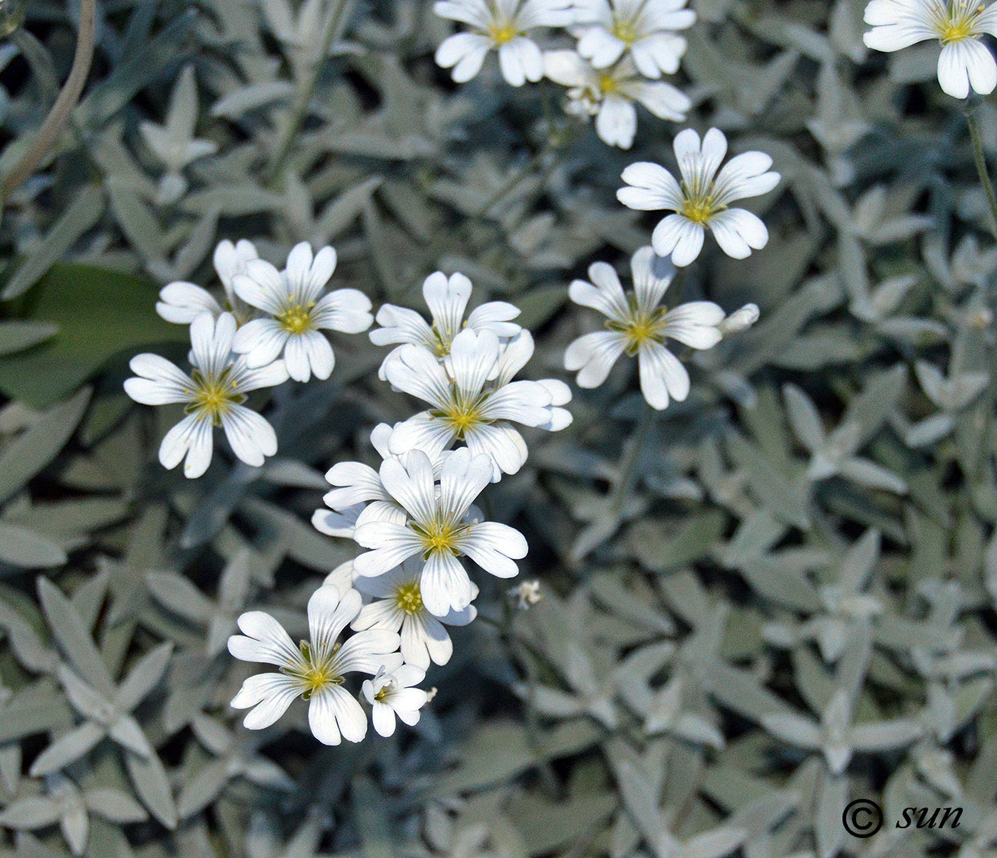 Image of Cerastium argenteum specimen.