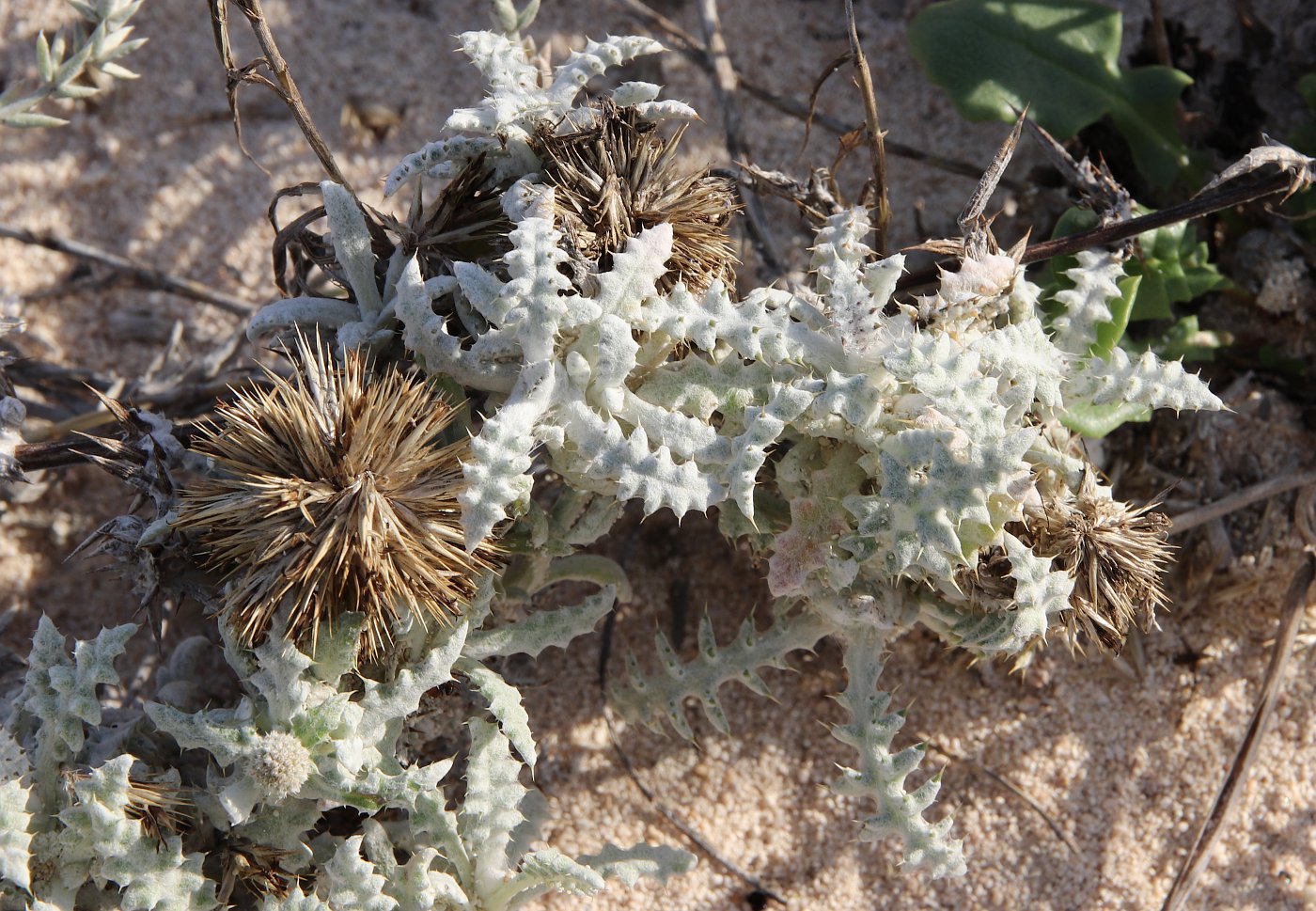 Изображение особи Echinops taeckholmianus.