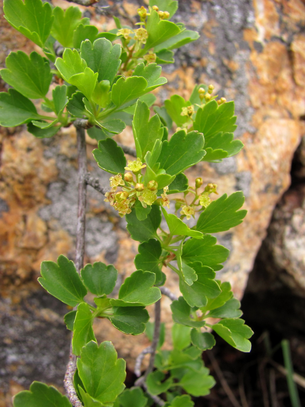 Image of Ribes saxatile specimen.