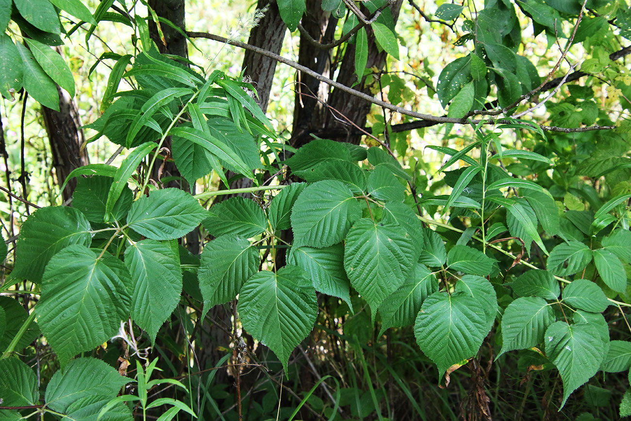 Image of Rubus allegheniensis specimen.