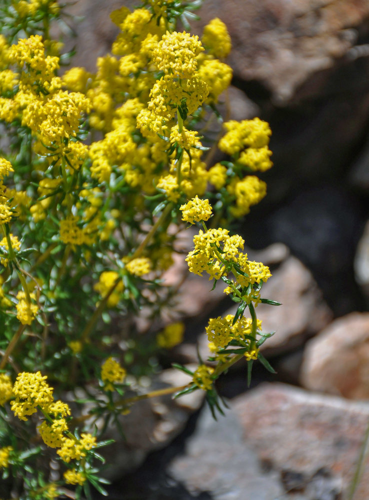 Изображение особи Galium verum.