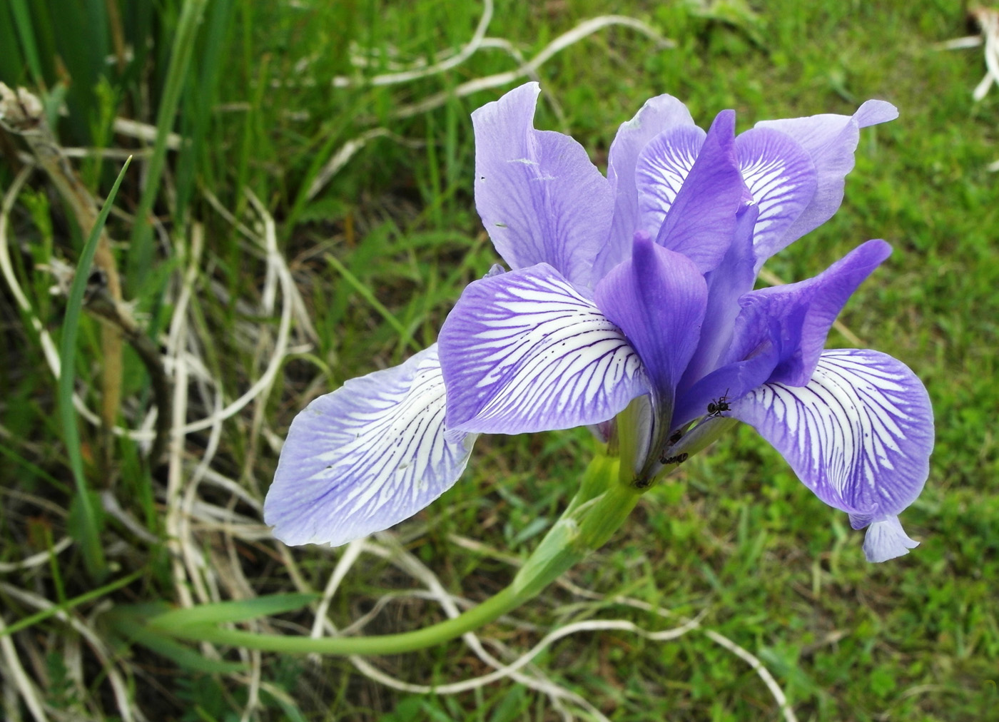 Изображение особи Iris pallasii.