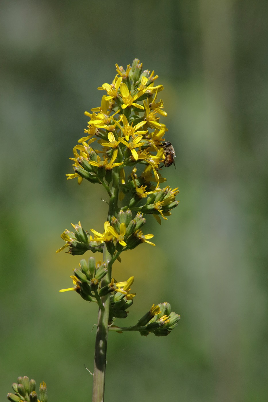 Image of Ligularia heterophylla specimen.