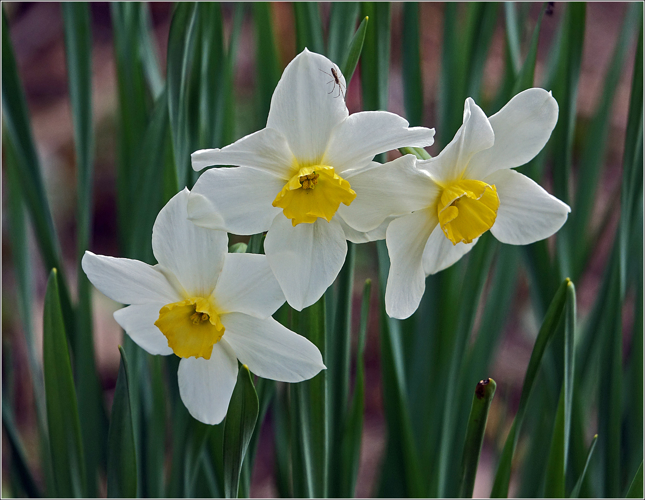 Изображение особи род Narcissus.