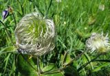 Clematis integrifolia