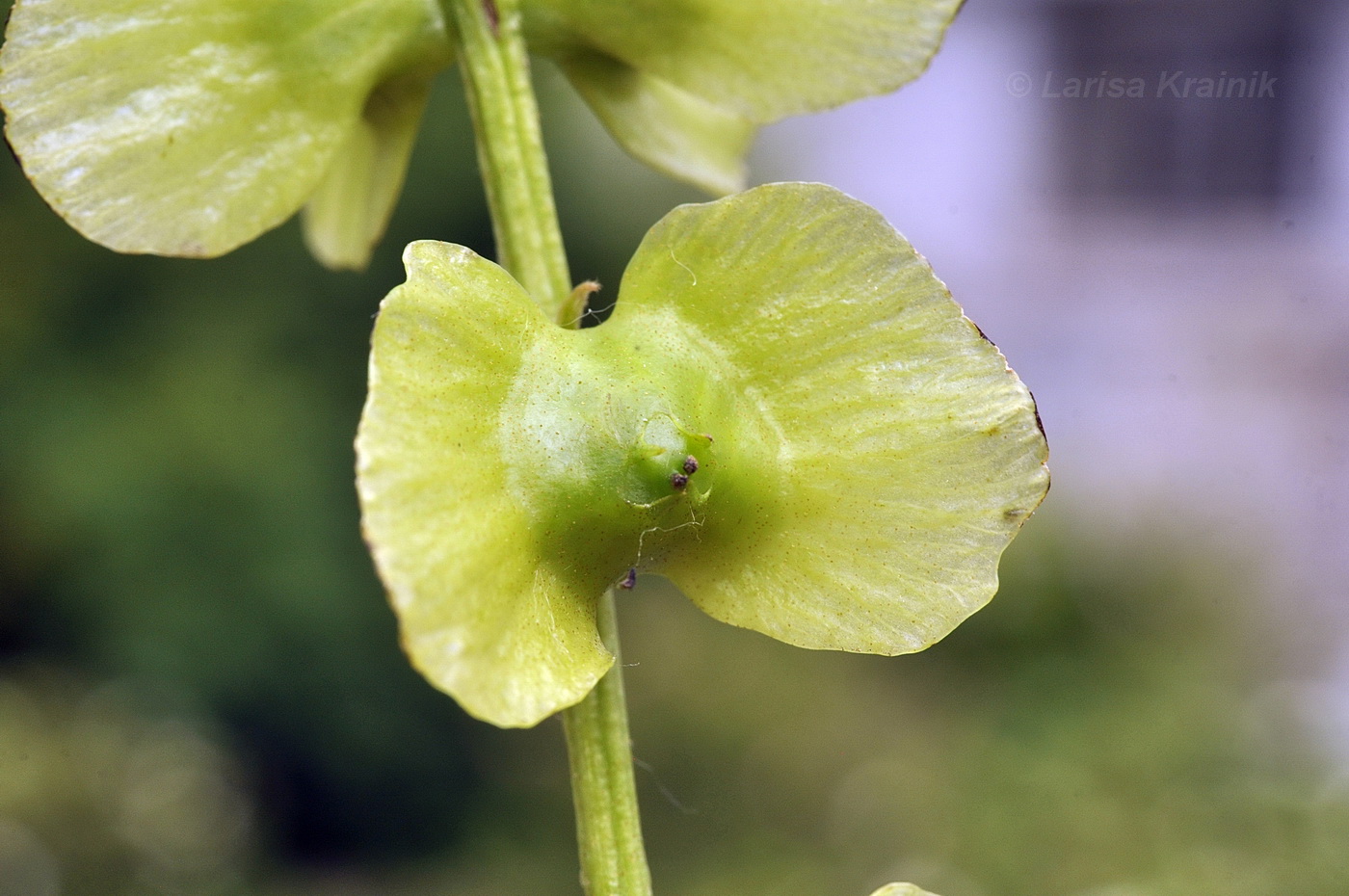 Image of Pterocarya rhoifolia specimen.