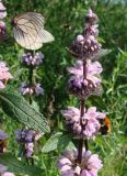 Phlomoides tuberosa. Соцветие. Якутия, Мирнинский р-н, окр. пос. Светлый, берег р. Вилюй. 05.07.2009.