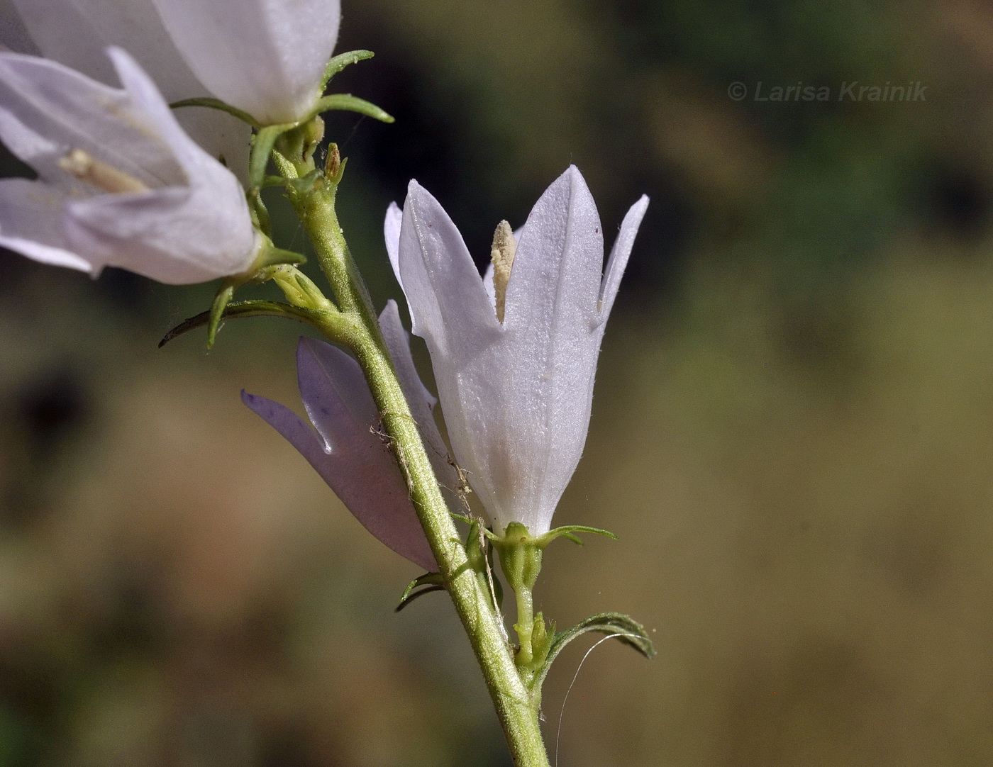 Изображение особи род Campanula.