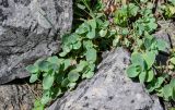 Hylotelephium ewersii. Вегетирующие растения. Киргизия, Джалал-Абадская обл., Западный Тянь-Шань, долина р. Афлатун, ≈ 1500 м н.у.м., каменистый склон. 11.07.2022.