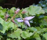 Campanula garganica. Часть побега с цветками и листья. Крым, Южный Берег, Никитский ботанический сад, в культуре. 29.10.2021.