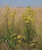 Senecio paucifolius. Группа цветущих растений. Ульяновская обл., Мелекесский р-н, окр. дер. Куликовка, пойменный луг с участками засоления. 07.08.2022.