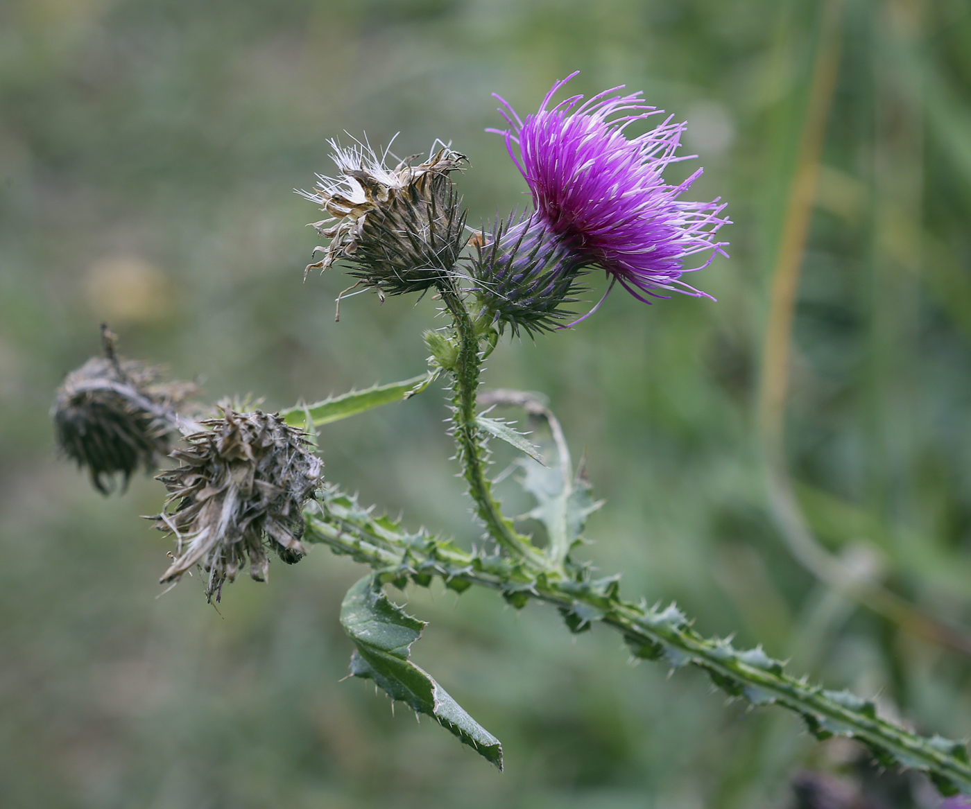 Изображение особи Carduus crispus.