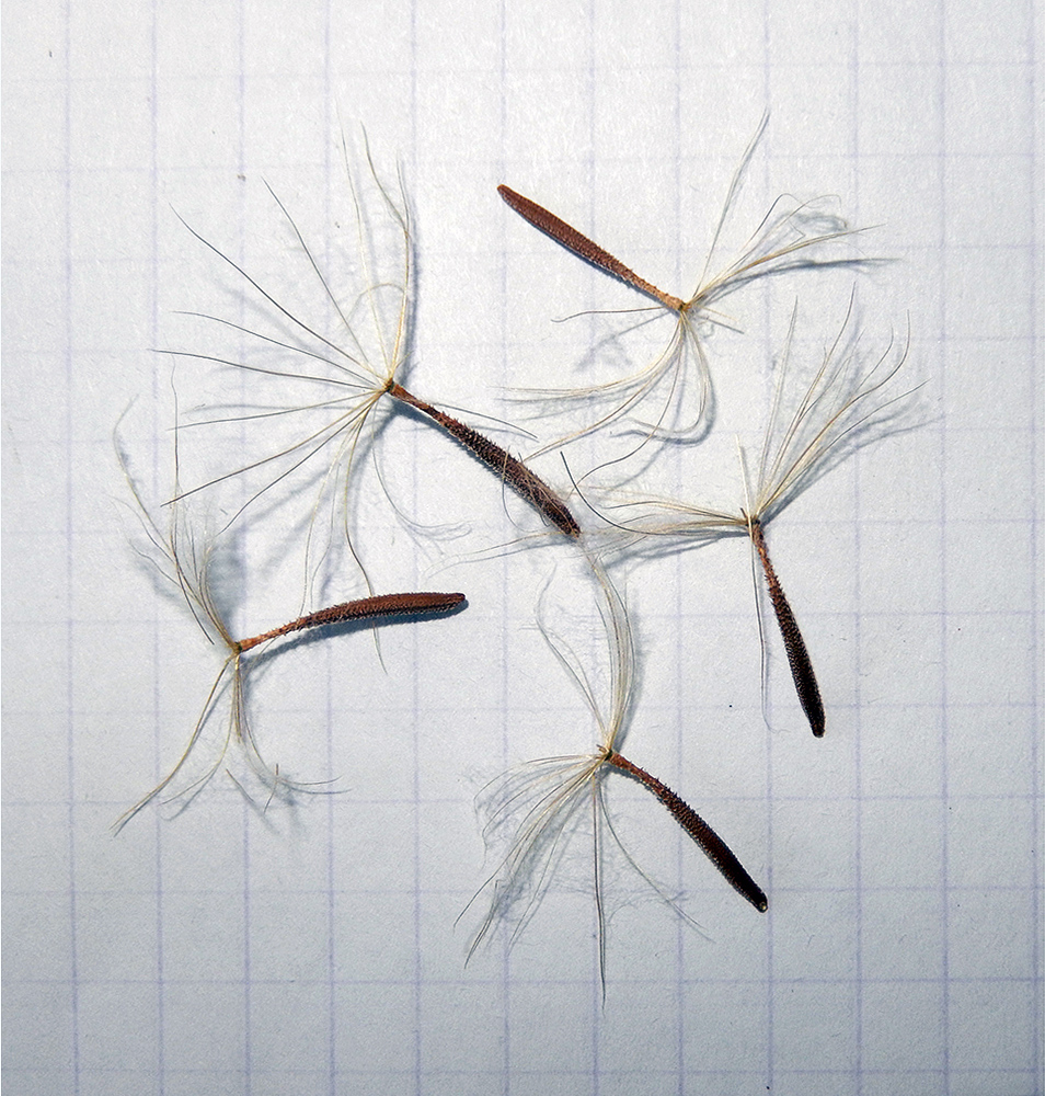 Image of Tragopogon dasyrhynchus specimen.