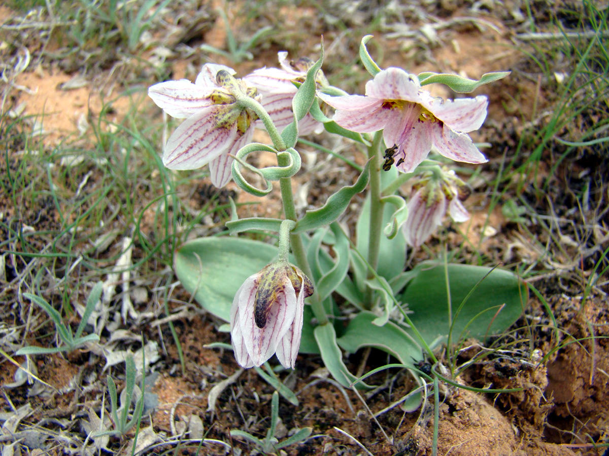 Image of Rhinopetalum karelinii specimen.