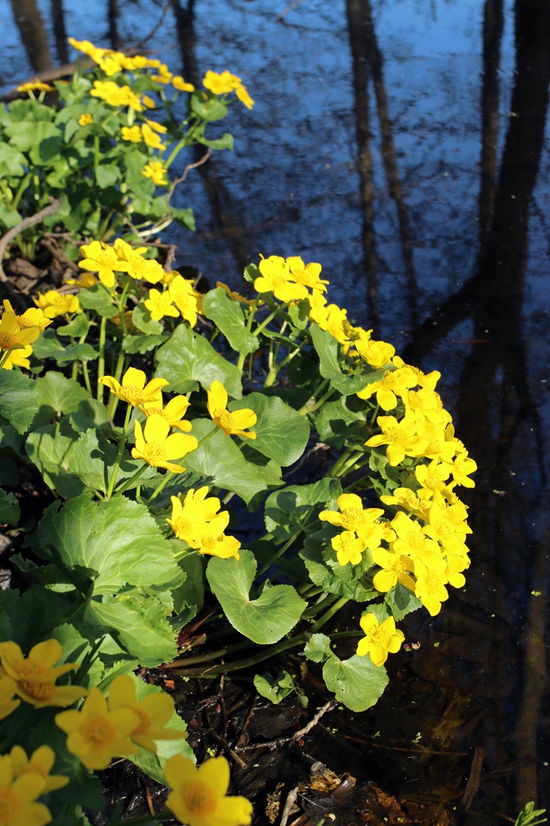 Image of Caltha palustris specimen.